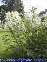 Cleome spinosa 