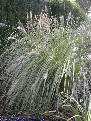 Pennisetum setaceum 'Villosum'