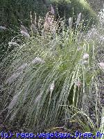 Pennisetum setaceum 'Villosum'