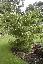 Robinia pseudo-acacia 'Tortuosa'