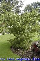 Robinia pseudo-acacia 'Tortuosa'
