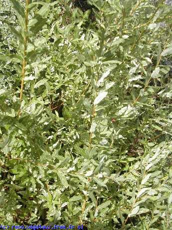 Salix integra 'Hakuro nishiki'