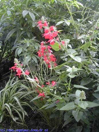 Salvia coccinea 'Lady in red'