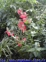 Salvia coccinea 'Lady in red'