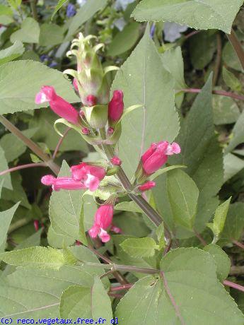 Salvia involucrata 'Ethelii'