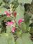 Salvia involucrata 'Ethelii'