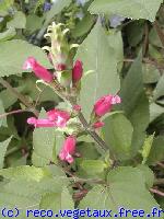 Salvia involucrata 'Ethelii'