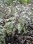 Salvia officinalis 'Ricoor'