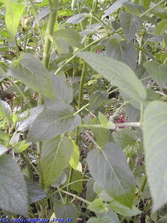 Salvia patens 