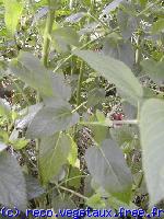 Salvia patens 