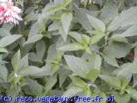 Salvia rutilans 'Annanas'