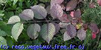 Viburnum plicatum 'Pink beauty'