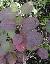 Viburnum plicatum 'Pink beauty'