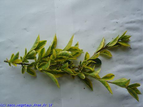 Ligustrum ovalifolium 'Aureomarginata'