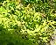Spiraea japonica 'Anthony waterer'