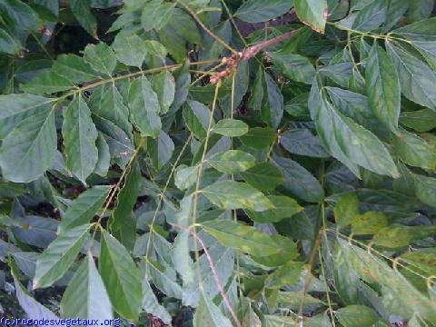 Wisteria sinensis 