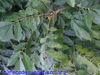 Wisteria sinensis 