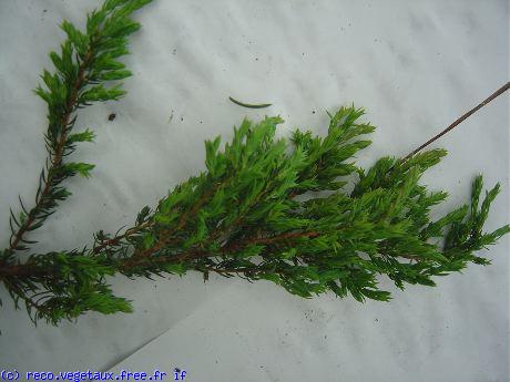 Juniperus communis 'Reponda'