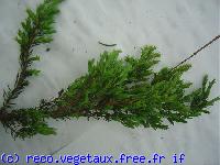 Juniperus communis 'Reponda'