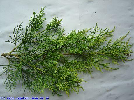 Juniperus sinensis 'Old gold'