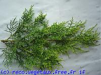 Juniperus sinensis 'Old gold'