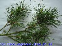 Pinus mugo 'Pumilo'