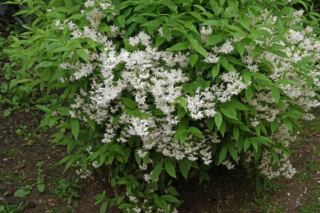 Deutzia gracilis 