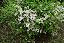 Deutzia gracilis 