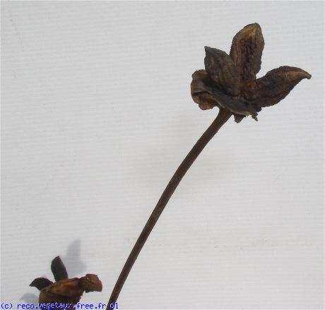 Paeonia officinalis 