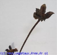 Paeonia officinalis 