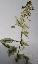 Phlox hybride 'Argenteo variegata'