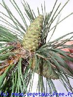 Pinus nigra 'Ssp nigra'