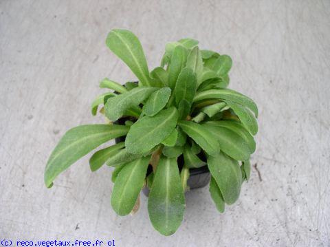 Arabis blepharophylla 