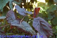 Corylus avellana 'Red majestic'