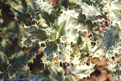 Ilex aquifolium 'Ferox argentea'