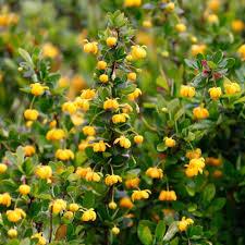 Berberis buxifolia 'Nana'