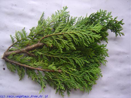 Chamaecyparis lawsoniana 'Minima glauca'