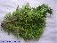 Chamaecyparis lawsoniana 'Minima glauca'