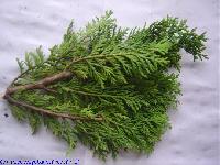 Chamaecyparis lawsoniana 'Minima glauca'
