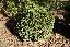 Chamaecyparis lawsoniana 'Minima glauca'