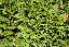 Chamaecyparis lawsoniana 'Minima glauca'