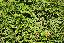 Chamaecyparis lawsoniana 'Minima glauca'