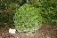 Chamaecyparis lawsoniana 'Minima glauca'