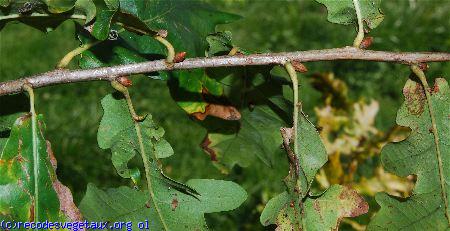 Quercus robur 