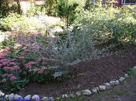 Rubus thibetanus 'Silver ferne'