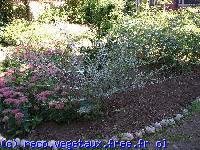 Rubus thibetanus 'Silver ferne'