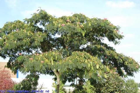 Albizzia julibrissin 