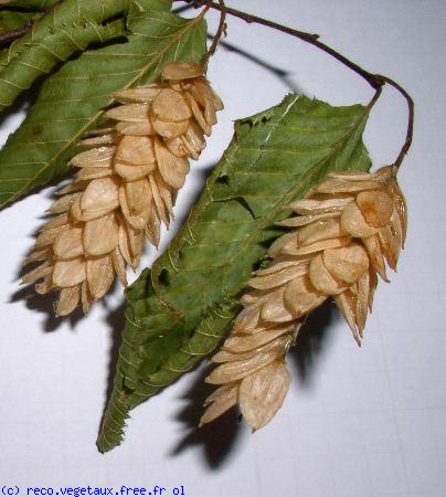 Ostrya carpinifolia 