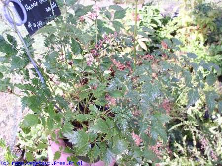 Astilbe simplicifolia 