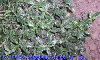 Osmanthus heterophyllus 'Tricolor'